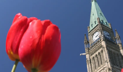 Liberal senator raises concerns federal jobs for injured military personnel going to senior staff